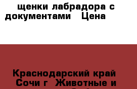 щенки лабрадора с документами › Цена ­ 25 000 - Краснодарский край, Сочи г. Животные и растения » Собаки   